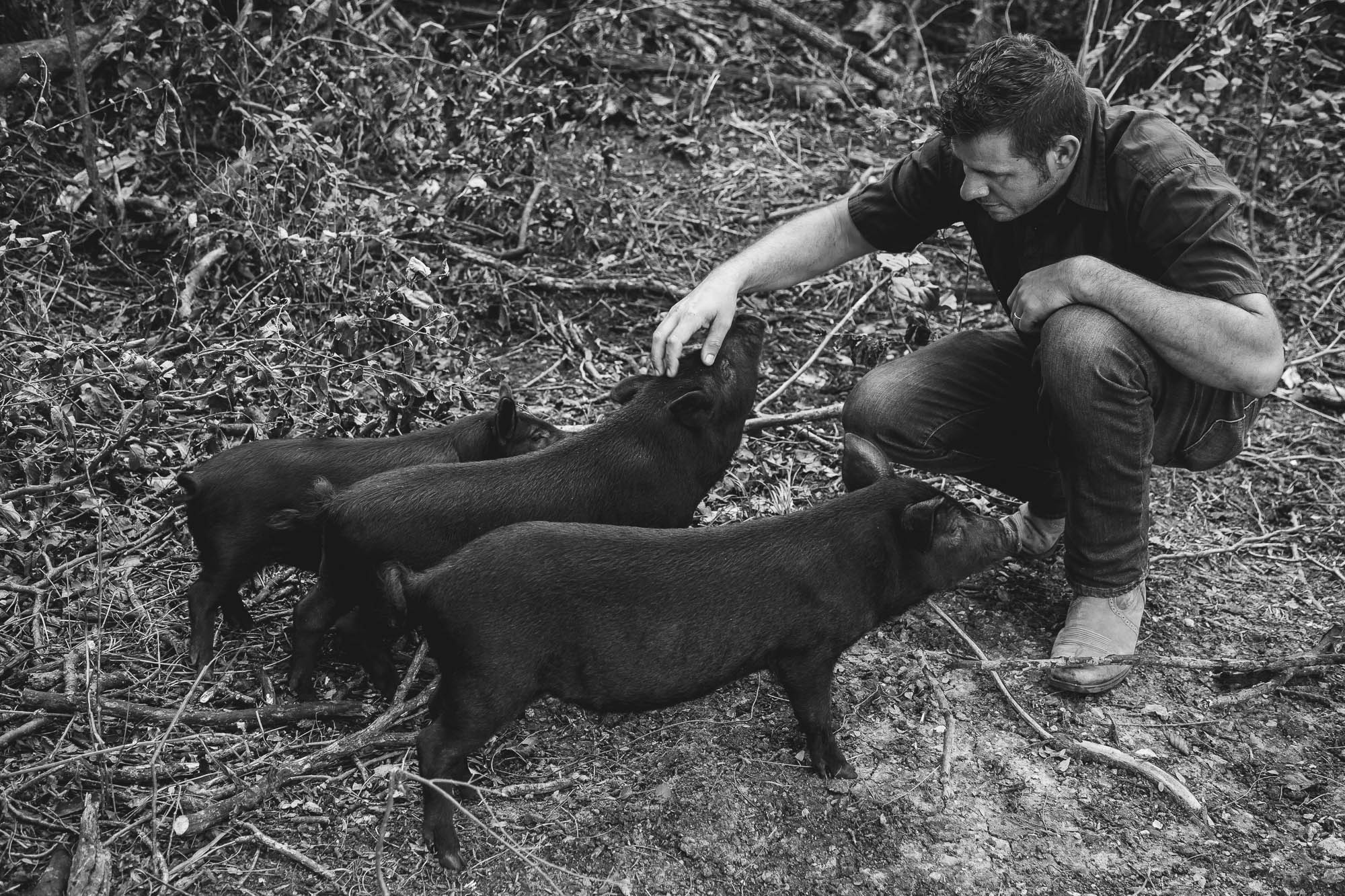 American Guinea Hogs - M.A.D. Farms - Making A Difference!